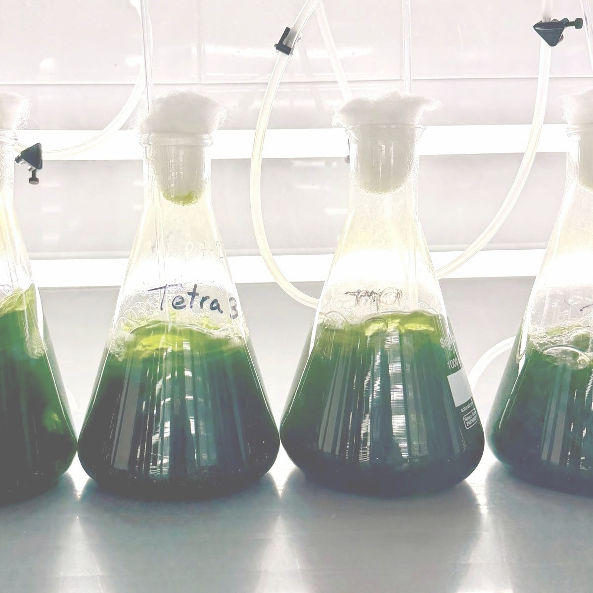 Living Tetraselmis chuii cultures in the marine cultivation laboratory